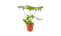فيلودندرون