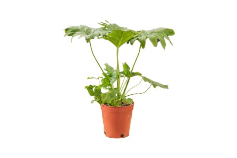 فيلودندرون