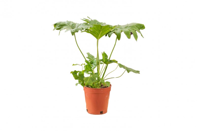 فيلودندرون