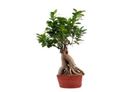 فيكس بونساي