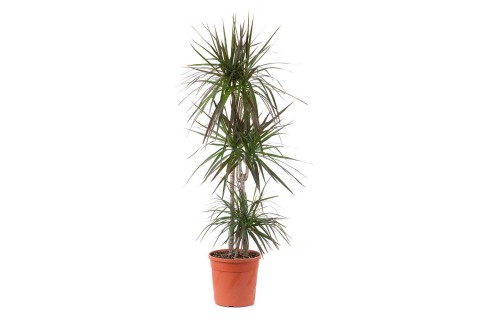 Dracaena Marginata Magenta