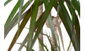 دراسينا مارجيناتا