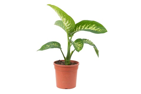 دفنباخيا اموينا