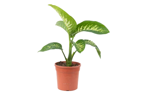 Dieffenbachia Amoena