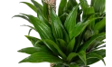دراسينا كومباكتا