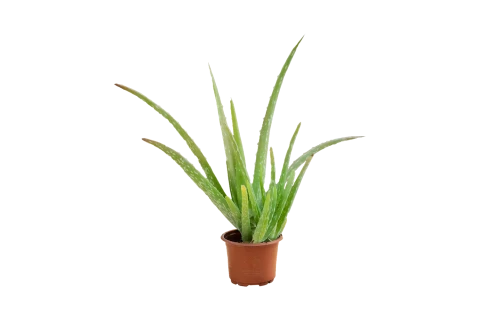 Aloe vera-Green