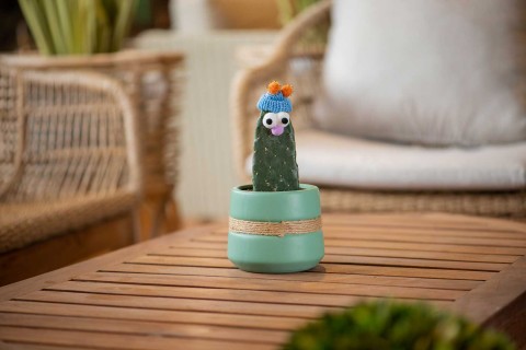 صبار مزروعة جاهزة