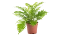 نبات البلخنون