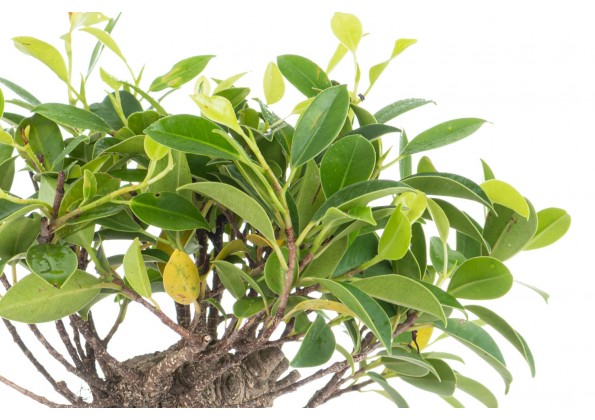نبات البونساي الفيكس ( اللبخ )