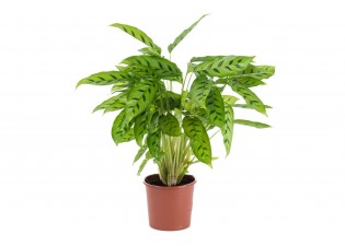 نبات كلاثيا لانسيفوليا