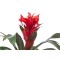 نبات قوزمينيا أحمر