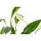 نبات الاشرعة البيضا ( سباثيفيليوم )
