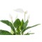 نبات زنبق السلام  ( سباثيفيليوم )