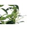 نبات ياسمين مدغشقر ( ستيفانوتيس فلوريبوندا )
