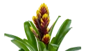 نبات  الشعلة ( فريسيا )
