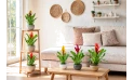 نبات  الشعلة ( فريسيا )