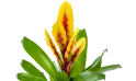 نبات  الشعلة ( فريسيا )
