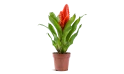 نبات  الشعلة ( فريسيا )