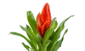 نبات  الشعلة ( فريسيا )