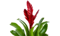نبات  الشعلة ( فريسيا )
