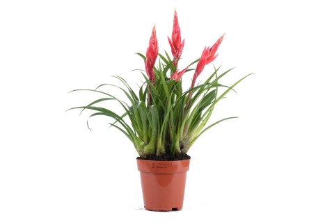 نبات  الشعلة ( فريسيا )