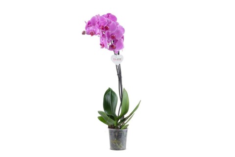 Phalaenopsis -Mixed