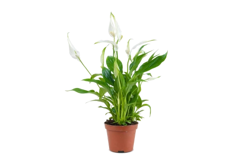 Spathiphyllum Chopin
