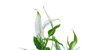 زنبق السلام  ( سباثيفيليوم )