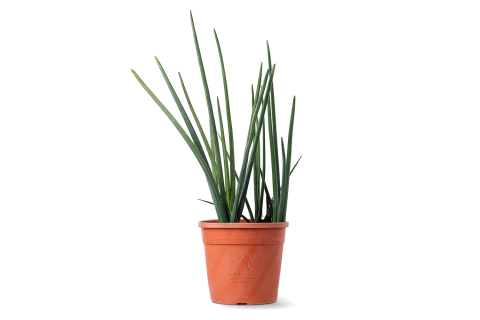 Sansevieria cylindrica | Stylish & Easy-Care Plant