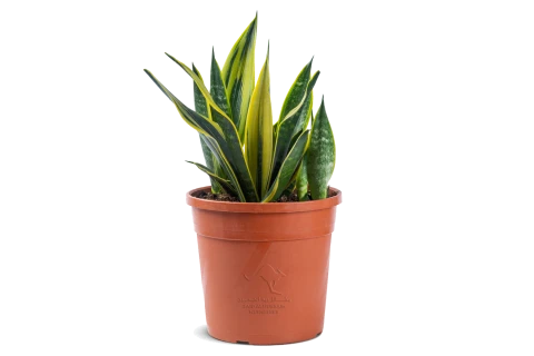 Sansevieria Trifasciata (Golden Flame)