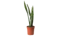 Sansevieria Trifasciata (zeylanica-green)