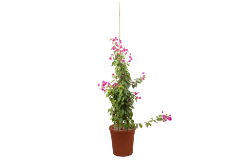 Bougainvillea Hybrid ( Pink)