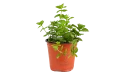 نعناع أسباني