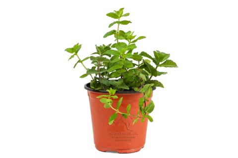 نعناع أسباني