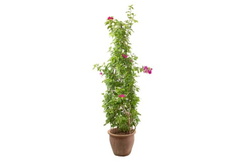 جهنمية مختلطه