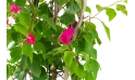 Bougainvillea Hybrid