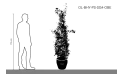 Bougainvillea Hybrid