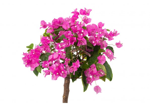 جهنميه 