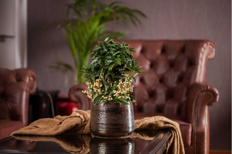 ارديسيا أبيض