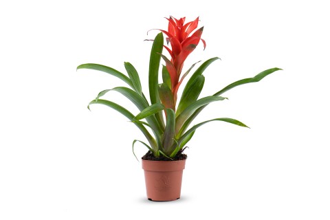 نبتة بروميليا  أحمر مختلط