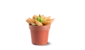 Echeveria Agavoides Paint Christmas Mix,1 Flower