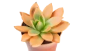 Echeveria Agavoides Paint Christmas Mix,1 Flower