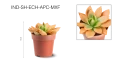 Echeveria Agavoides Paint Christmas Mix,1 Flower