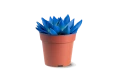 Echeveria Agavoides Paint Christmas Mix,1 Flower