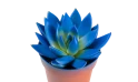 Echeveria Agavoides Paint Christmas Mix,1 Flower