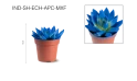 Echeveria Agavoides Paint Christmas Mix,1 Flower
