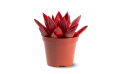 Echeveria Agavoides Paint Christmas Mix,1 Flower