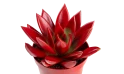 Echeveria Agavoides Paint Christmas Mix,1 Flower