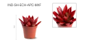 Echeveria Agavoides Paint Christmas Mix,1 Flower