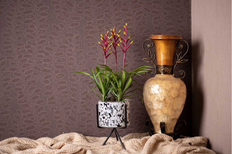 نبات قوزمينيا 3 أزهار